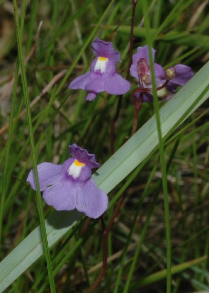 Lentibulariaceae Utricularia 