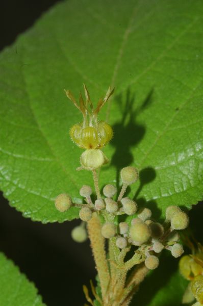 Byttneriaceae Guazuma ulmifolia