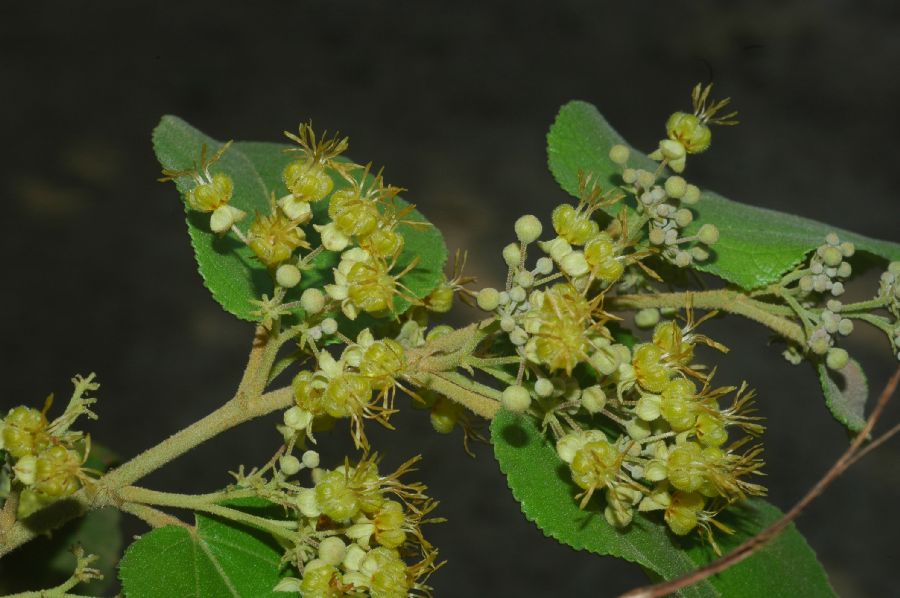 Byttneriaceae Guazuma ulmifolia