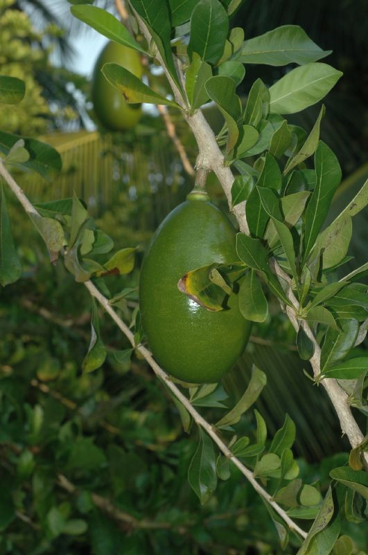 Bignoniaceae Crescentia cujete