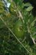 image of Crescentia cujete