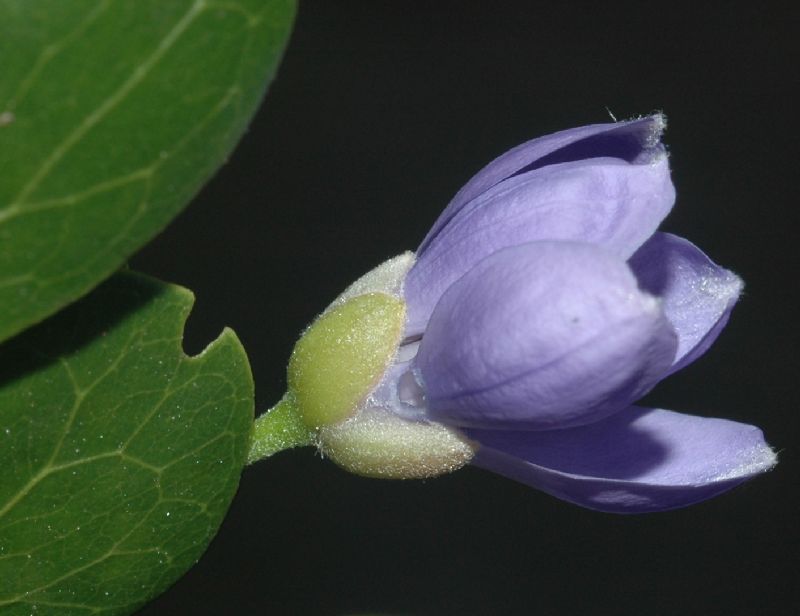 Zygophyllaceae Guaiacum officinale