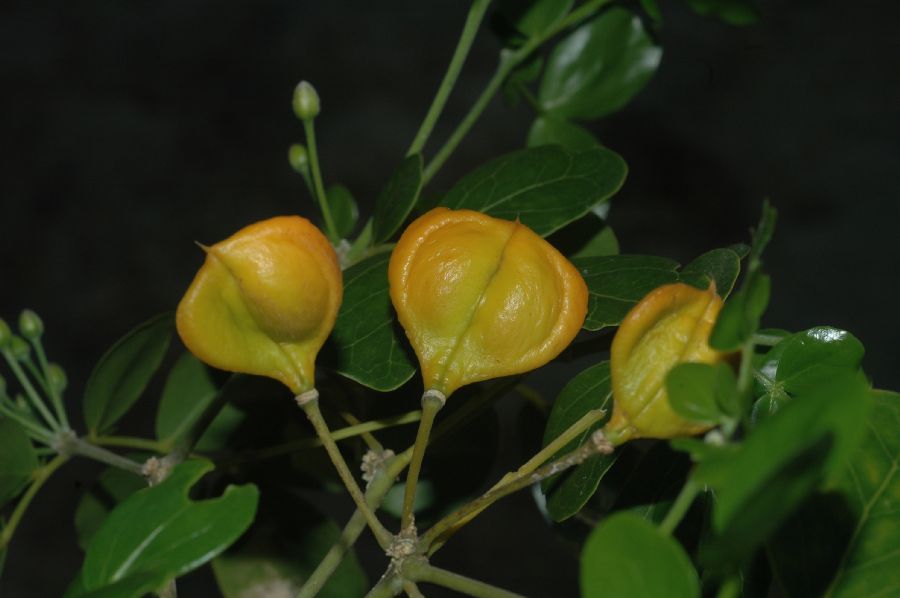 Zygophyllaceae Guaiacum officinale