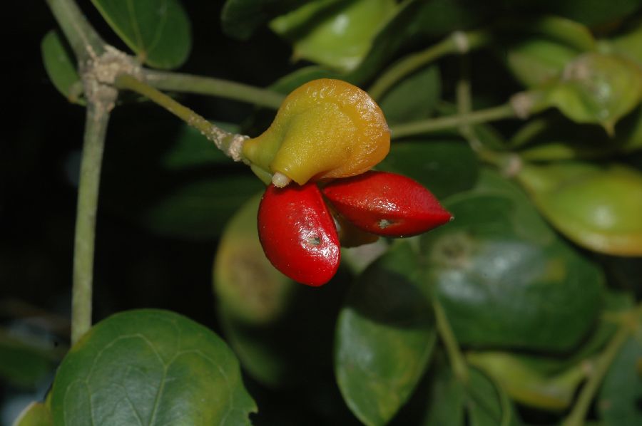Zygophyllaceae Guaiacum officinale