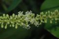 image of Coccoloba uvifera