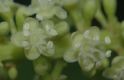 image of Coccoloba uvifera
