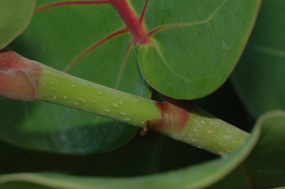 Polygonaceae Coccoloba uvifera