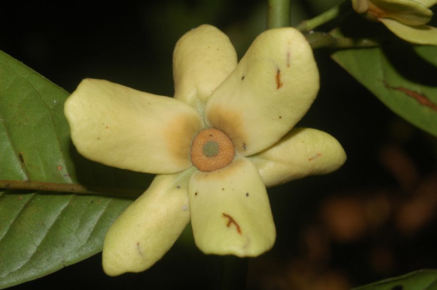 Annonaceae Guatteria diospyroides
