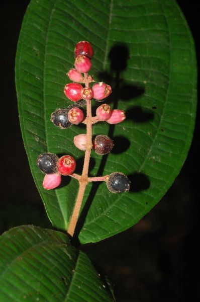 Melastomataceae Miconia simplex