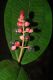 image of Miconia simplex