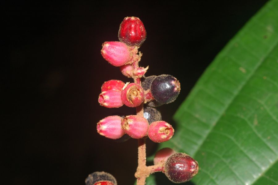 Melastomataceae Miconia simplex