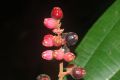 image of Miconia simplex