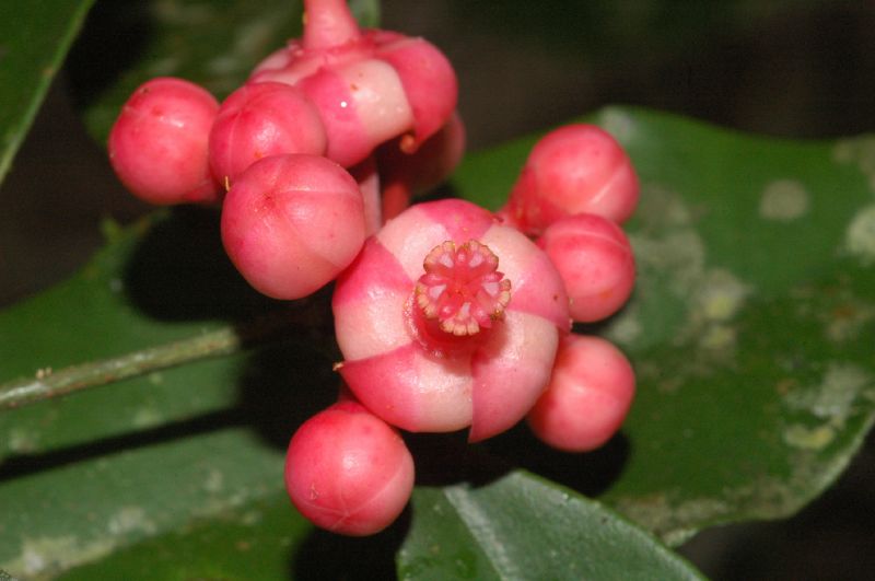 Clusiaceae Symphonia globulifera