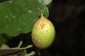 image of Symphonia globulifera