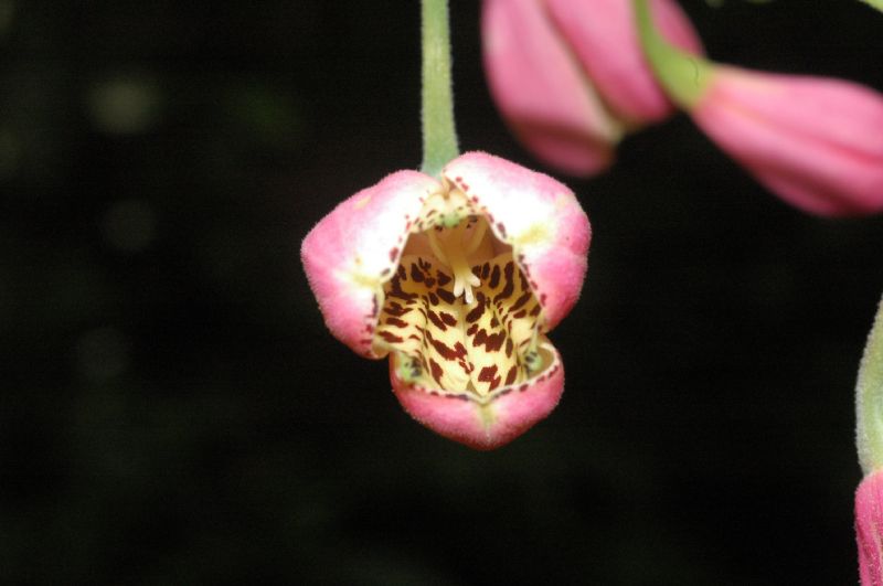 Alstroemeriaceae Bomarea obovata