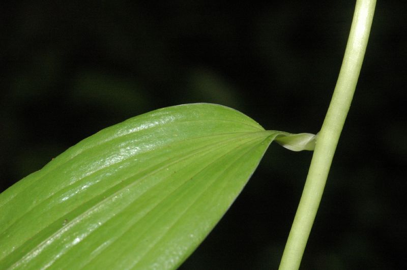 Alstroemeriaceae Bomarea obovata