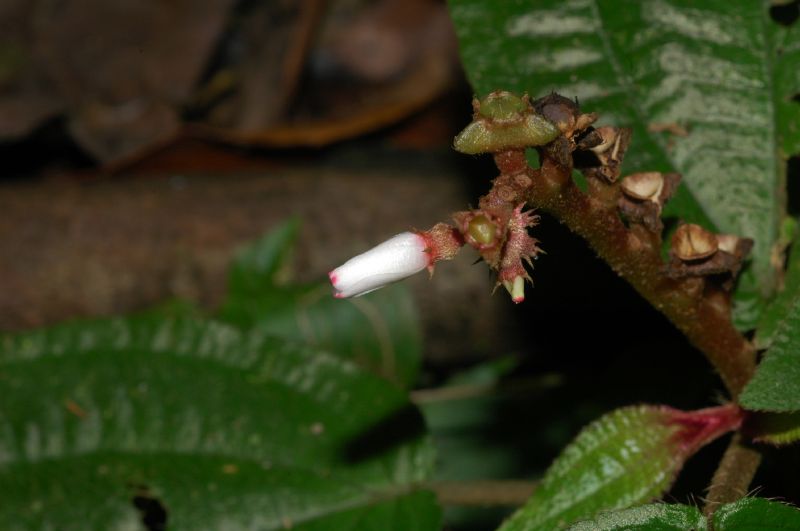 Melastomataceae Triolena hirsuta