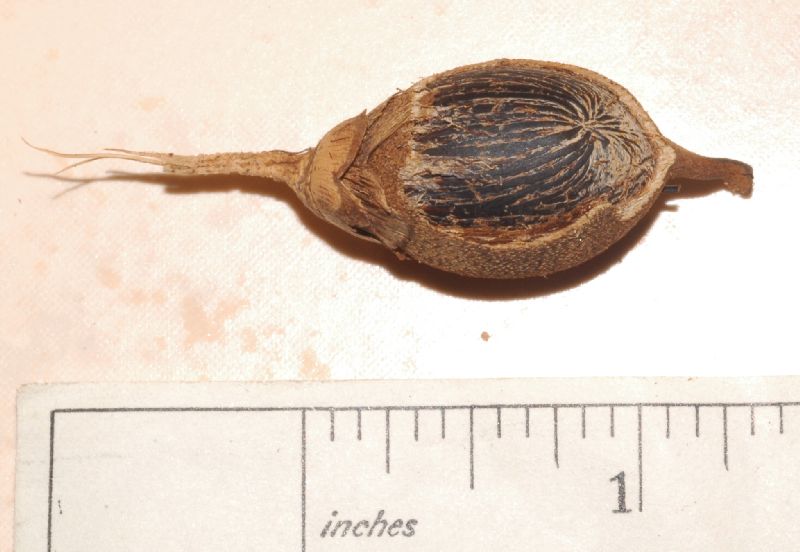 Arecaceae Astrocaryum confertum