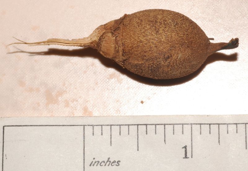 Arecaceae Astrocaryum confertum