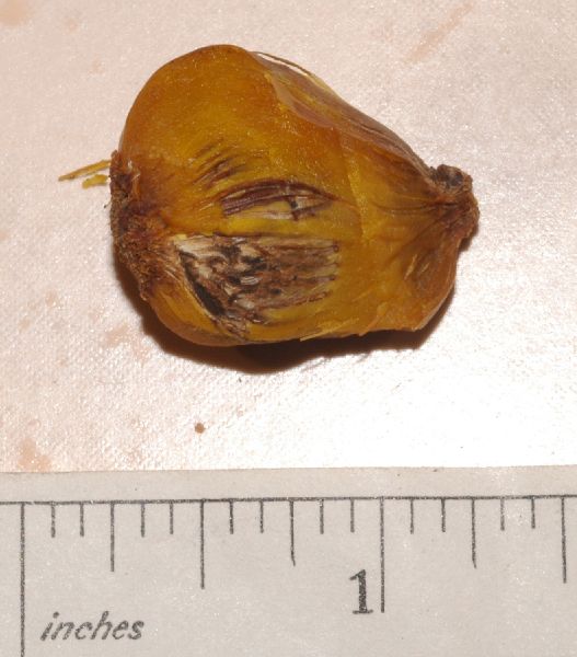 Arecaceae Elaeis guianensis
