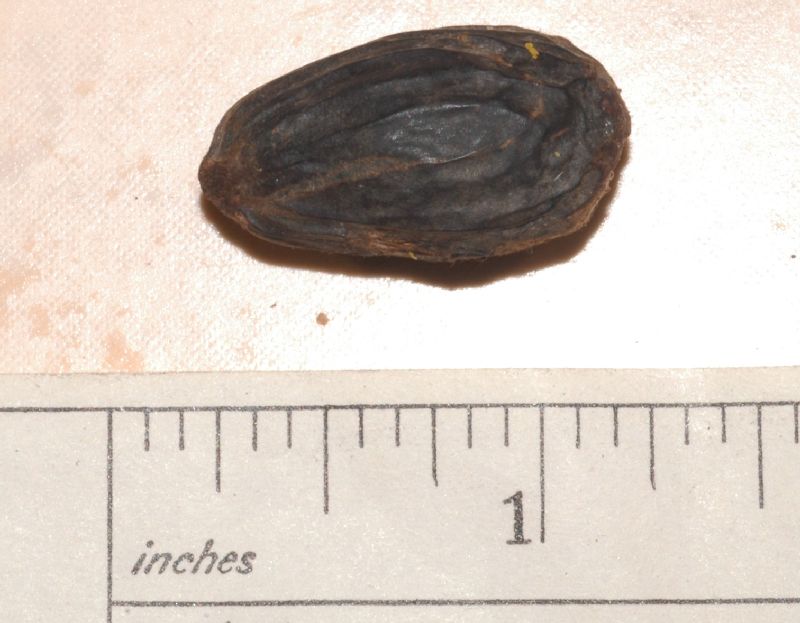 Arecaceae Pholidostachys pulchra