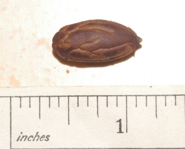 Arecaceae Synechanthus warscewiczianus