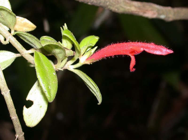 Gesneriaceae Columnea scandens