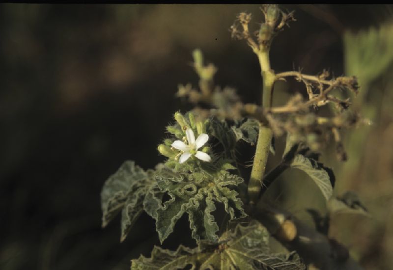 Euphorbiaceae Cnidoscolus 