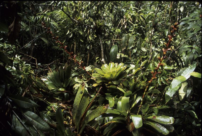 Bromeliaceae Glomeropitcairnia erectiflora