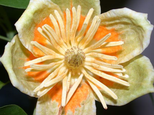 Magnoliaceae Liriodendron tulipifera