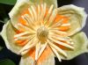 image of Liriodendron tulipifera