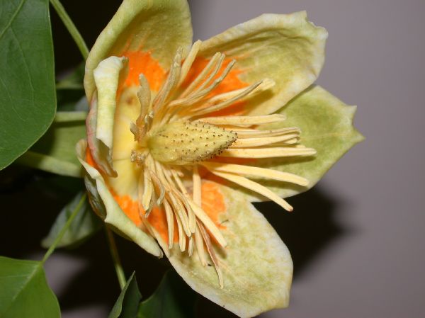 Magnoliaceae Liriodendron tulipifera