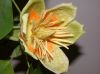 image of Liriodendron tulipifera