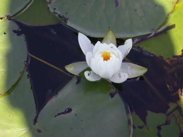 Nymphaeaceae Nymphaea leibergii