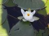 image of Nymphaea leibergii