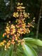 image of Miconia longifolia