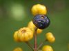 image of Miconia longifolia
