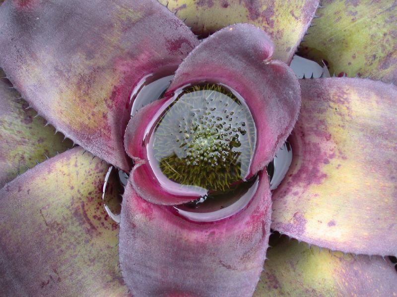 Bromeliaceae Neoregelia 