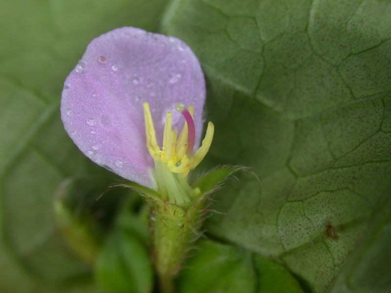 Melastomataceae Pilocosta nana