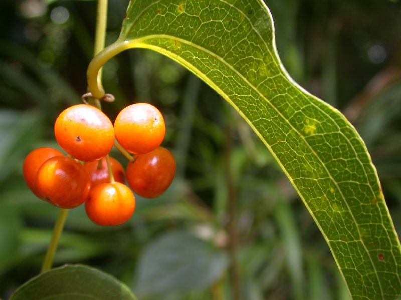 Smilacaceae Smilax 