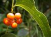 image of Smilax 