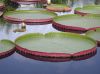 image of Victoria amazonica