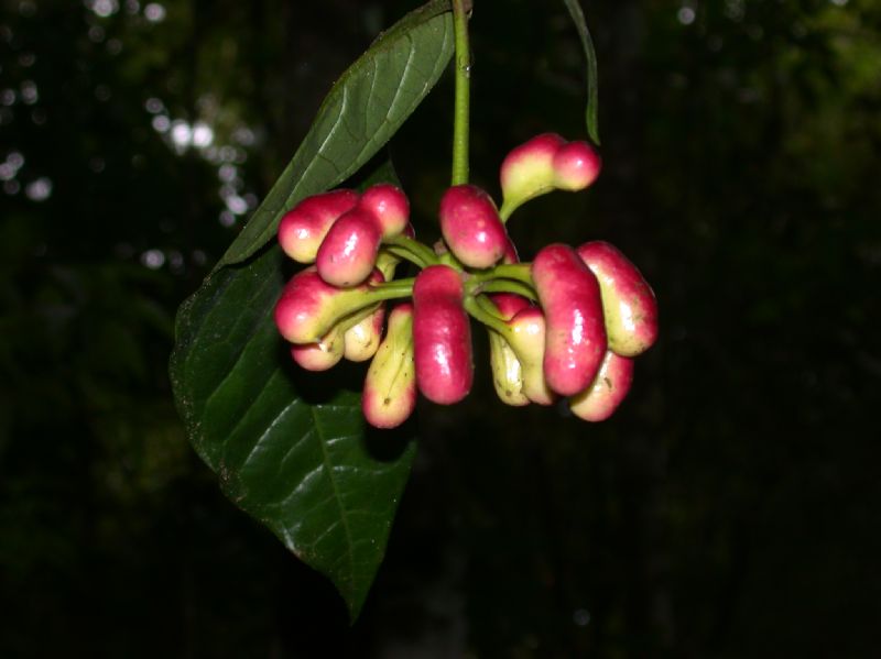 Annonaceae Xylopia 