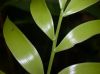 image of Zamia pseudomonticola