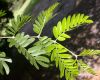 image of Bulnesia arborea