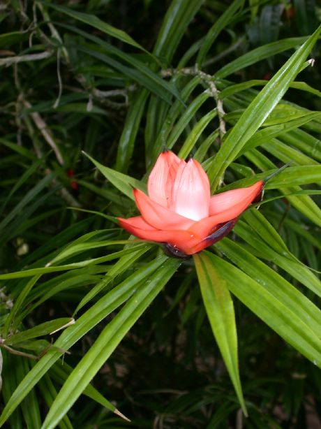 Pandanaceae Freycinetia cumingiana