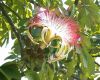 image of Pachira aquatica