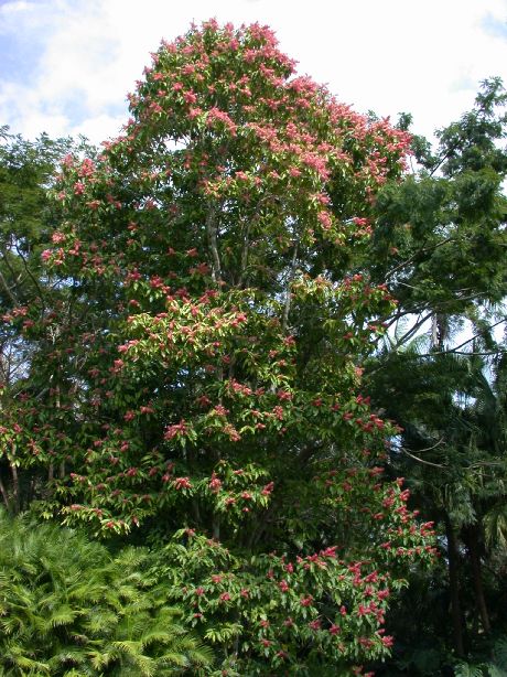 Polygonaceae Triplaris cumingiana