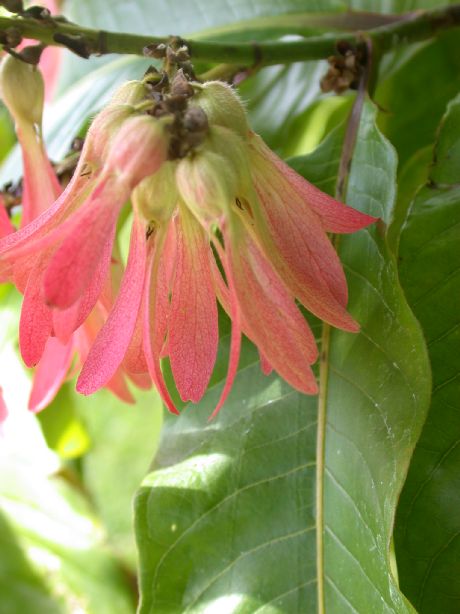 Polygonaceae Triplaris cumingiana