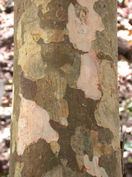 Polygonaceae Triplaris cumingiana